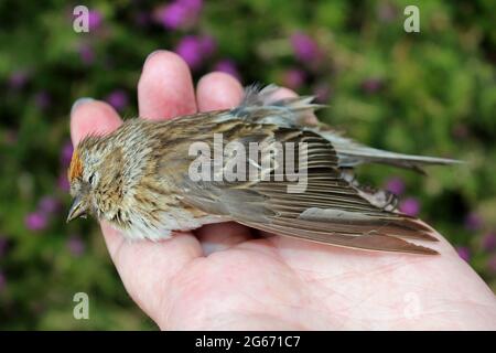 Dead Lesser Redpoll Acanthis cabaret anciennement Carduelis cabaret Banque D'Images