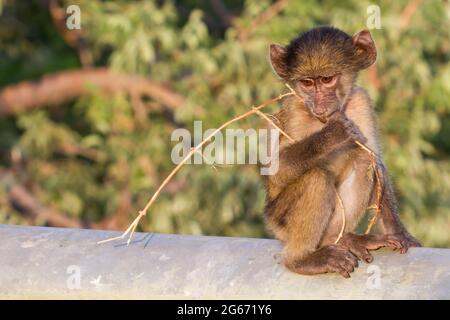 Bébé babouin de Chacma (Papio ursinus) mangeant seul une branche d'arbre avec lumière du matin dans le parc national Kruger, Afrique du Sud avec espace de copie Banque D'Images