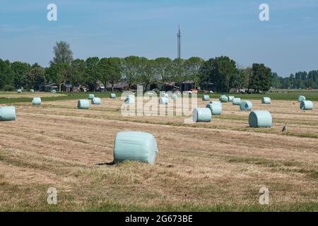 Herbage frais avec balles de foin en plastique, ferme avec des vaches en arrière-plan. Image hollandaise avec un ciel bleu. Les agriculteurs hollandais se disputent la course contre la pluie Banque D'Images