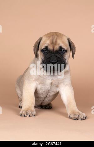 Un chiot de chien mastiff de taureau isolé sur un fond beige Banque D'Images