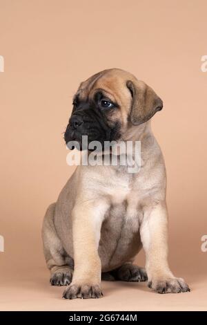 Un chiot de chien mastiff de taureau isolé sur un fond beige Banque D'Images