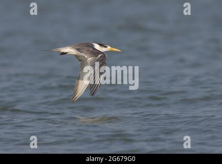 Grande Sterne de Crested (Thalasseus bergii) adulte en vol Thaïlande Février Banque D'Images