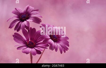 Osteospermum Marguerite africaine, fleurs macro sur fond flou Banque D'Images