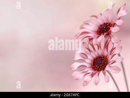 Osteospermum Marguerite africaine, fleurs macro sur fond flou Banque D'Images