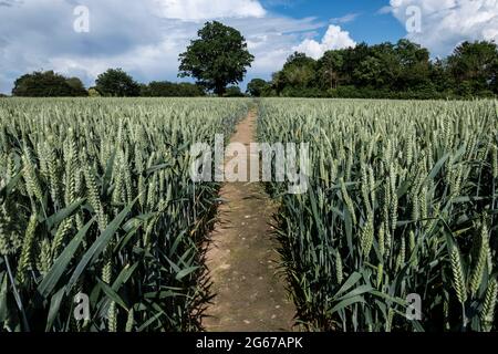 Un sentier public traversant un champ de blé dans la campagne du Worcestershire, en Angleterre. Banque D'Images