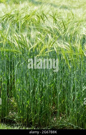 Wayne, Pennsylvanie, États-Unis. Orge maltée soufflant dans le vent. (hordeum vulgare). Banque D'Images