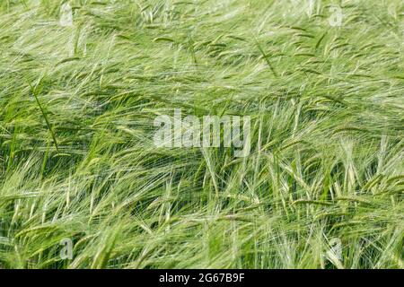 Wayne, Pennsylvanie, États-Unis. Orge maltée soufflant dans le vent. (hordeum vulgare). Banque D'Images