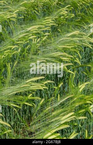 Wayne, Pennsylvanie, États-Unis. Orge maltée soufflant dans le vent. (hordeum vulgare). Banque D'Images