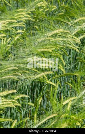 Wayne, Pennsylvanie, États-Unis. Orge maltée soufflant dans le vent. (hordeum vulgare). Banque D'Images