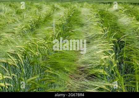 Wayne, Pennsylvanie, États-Unis. Orge maltée soufflant dans le vent. (hordeum vulgare). Banque D'Images