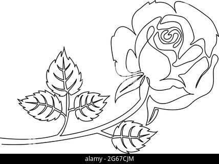 Dessin d'une seule ligne de fleur de rose avec feuilles - dessin vectoriel