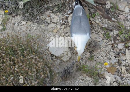 Mère d'un bébé mouette offre sa partie de la calmar qu'elle a attrapée pour la nourrir. Banque D'Images