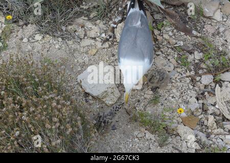 Mère d'un bébé mouette offre sa partie de la calmar qu'elle a attrapée pour la nourrir. Banque D'Images