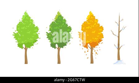 Illustration vectorielle de l'arbre en différentes saisons. Vert au printemps et en été, rouge à l'automne, arbre d'hiver avec neige en forme de dessin animé plat sur blanc Illustration de Vecteur