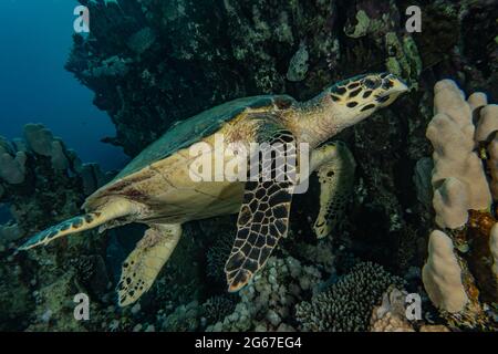 Tortue de mer de la mer Rouge, Dahab, lagune bleue Sinaï Banque D'Images