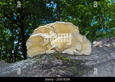Huître Mushroom poussant sur un tronc d'arbre de peuplier faux-tremble mort dans les montagnes Pocono de Pennsylvanie. Banque D'Images