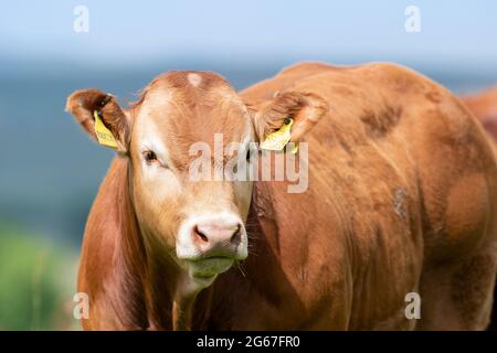 Pedigree veaux de boeuf Limousin, partie d'un troupeau près de Slaidburn dans la forêt de Bowland, Lancashire, Royaume-Uni. Banque D'Images