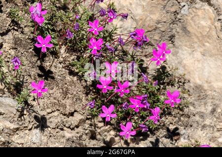 La Violeta de Cazorla ou Viola cazorlensis est une espèce endémique de la Sierra de Cazorla, Segura et Las Villas, d'une nature rupicole, il fleurit Banque D'Images