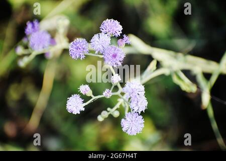 Cliché sélectif de la plante florale de l'ageratum sur fond vert Banque D'Images