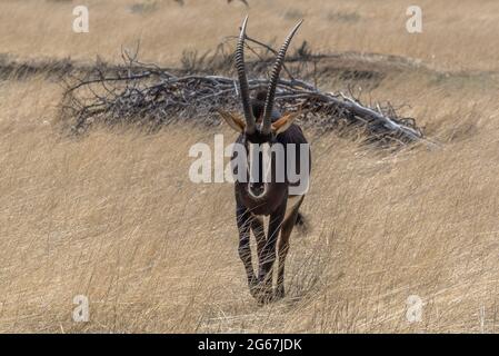 Antilope de sable dans la haute herbe un jour ensoleillé, Namibie Banque D'Images