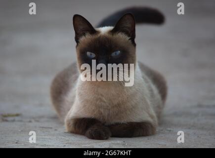 Gros plan sur le portrait de chat noir et blanc avec des yeux bleus saisissants, Luang Prabang, Laos. Banque D'Images