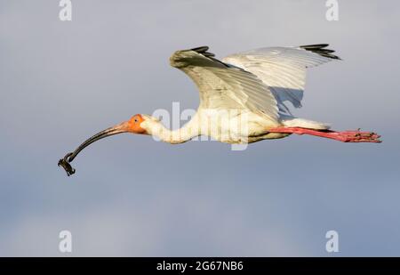 Ibis blanc américain (Eudocimus albus) volant avec un crabe dans son bec, Galveston, Texas, Etats-Unis. Banque D'Images