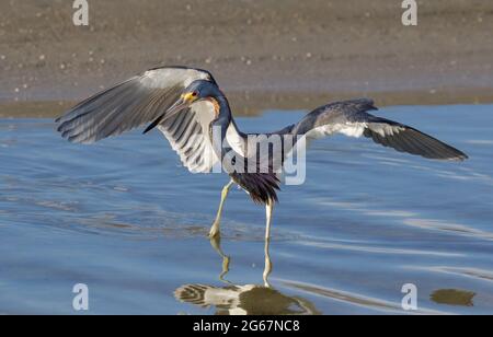 Héron tricolore (Egretta tricolor) chasse sur la côte océanique, Galveston, Texas, États-Unis. Banque D'Images