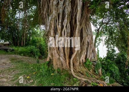 Photo des racines d'un grand Banyan Tree le long de la rivière. Un banyan Tree au Bangladesh (Ficus benhalensis). Banque D'Images