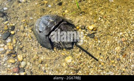 Les crabes de fer à cheval de l'Atlantique (Limulus polyphemus) viennent à terre pendant la pleine et nouvelle lunes de juin et pondent leurs œufs au sommet de la marée la plus haute. Banque D'Images