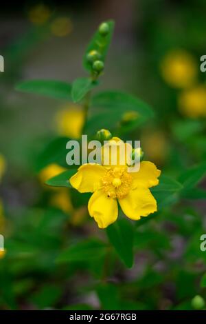 Le millepertuis est également connu sous le nom de Rose-de-Sharon ou d'étoile de Jérusalem. Hypericum calycinum fleurs jaunes en été. Banque D'Images
