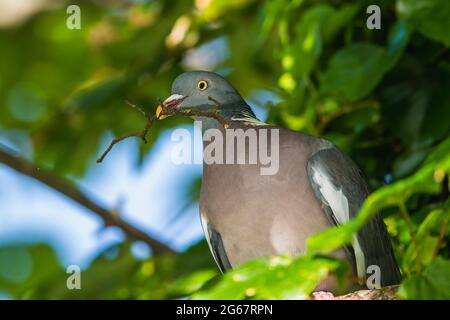 Pigeon de bois commun, Palumbus de Columba avec une branche dans son bec Banque D'Images