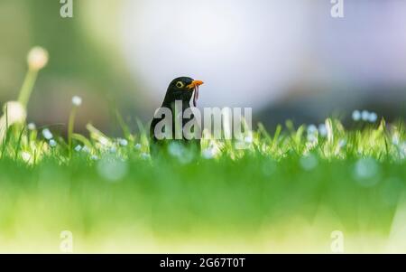 Père bienveillant. Homme de Blackbird avec des vers dans son bec. Son nom latin est Turdus merula. Banque D'Images