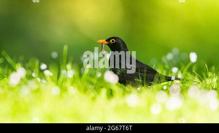 Père bienveillant. Homme de Blackbird avec des vers dans son bec. Son nom latin est Turdus merula. Banque D'Images