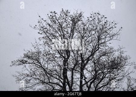 Un troupeau de corneilles assis sur le sommet de l'arbre d'hiver. Banque D'Images