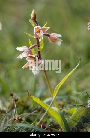 Marais Helleborine, Epipactis palustris. Devon, Royaume-Uni. Banque D'Images