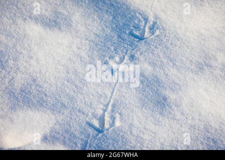 Empreintes d'animaux dans la neige, froid hiver de chasse concept. Banque D'Images