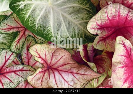 Feuilles colorées de la plante de Caladium dans les couleurs rose, blanc et vert Banque D'Images