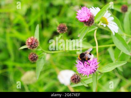 Miel abeille se nourrissant d'une fleur de ciboulette pourpre sauvage sur un fond de prairie vert vif naturel Banque D'Images