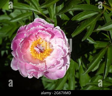 Le jardin parfumé de l’INCA pour ceux qui ont une vision déficiente comprend des plantes avec des parfums et des textures distincts pour l’odorat et le toucher, la pivoine en fleur Banque D'Images