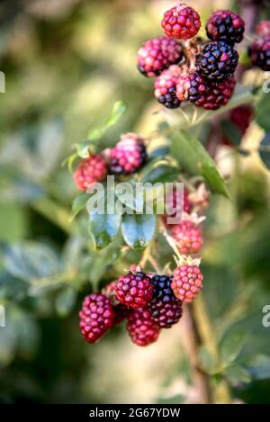 bouquet de framboises mûrissant sur la branche Banque D'Images