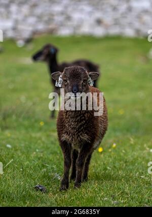Soay Feral Sheep sur hirta, St Kilda, Écosse Banque D'Images