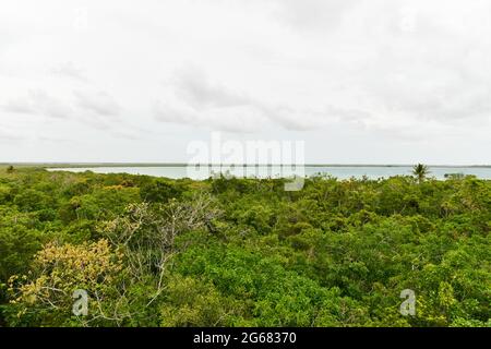 Vue sur les arbres de la réserve de biosphère Sian Ka'an, Quintana Roo, Mexique Banque D'Images