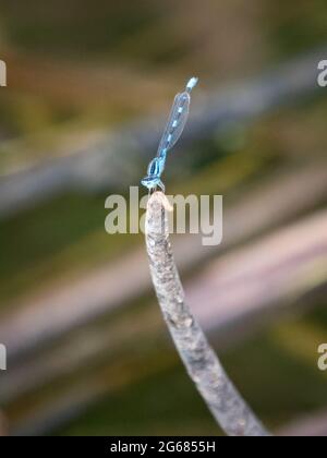 Une mouche bleue solitaire repose sur la pointe d'un bâton dans un étang local près de Flagstaff, AZ. Banque D'Images