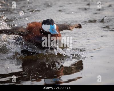 Un canard roux mâle avec un bec bleu étale ses affaires pendant un rituel d'accouplement devant une femelle qui continue de plonger sous l'eau. Banque D'Images