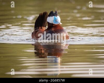 Un canard roux mâle avec un bec bleu étale ses affaires pendant un rituel d'accouplement devant une femelle qui continue de plonger sous l'eau. Banque D'Images