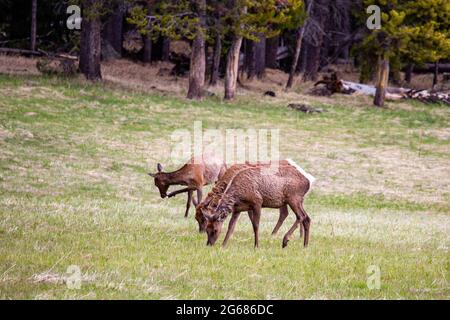 Le wapiti femelle (Cervus elaphus) se nourrissant à Yellowstone Park, Wyoming, au printemps, à l'horizontale Banque D'Images