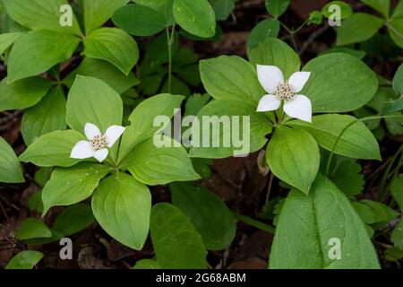 Bunchberry, cornouiller dans les terres humides de Brokenhead près de Scanterbury, Manitoba, Canada. Banque D'Images