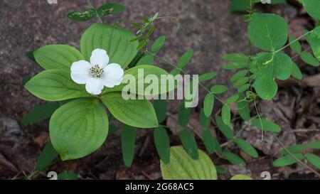 Bunchberry, cornouiller dans les terres humides de Brokenhead près de Scanterbury, Manitoba, Canada. Banque D'Images