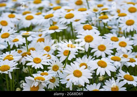 Pâquerettes, (Bellis perennis) pâquerette commune Banque D'Images