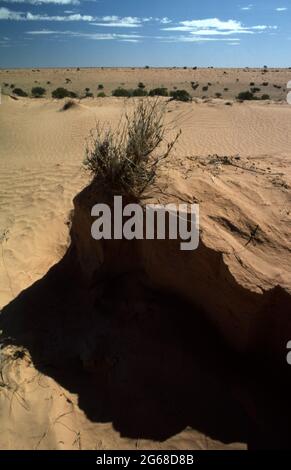 VUE SUR LES DUNES DE SABLE DU GRAND DÉSERT DE SIMPSON EN AUSTRALIE CENTRALE. Banque D'Images